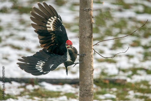 woodpecker on tree