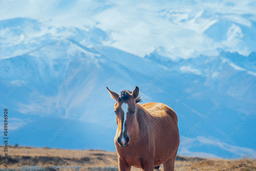 A horse grazing in the foothills of Mount Elbrus. Kabardino-Balkaria, Russia. A horse grazes peacefully in a mountain valley. Close-up of a wild horse's head