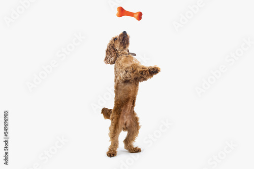 Cute dogs playing with toys on a white background. High quality dog photos modelling on a white background. © Chris