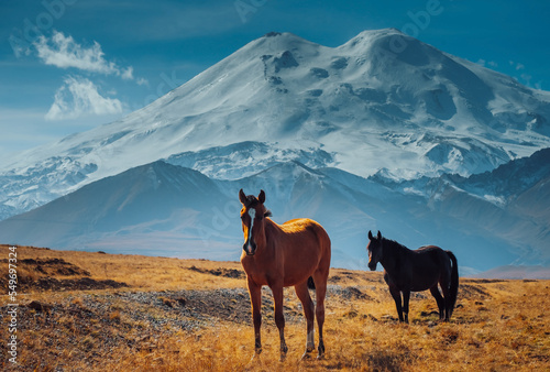 Horses grazing in the foothills of Mount Elbrus. Kabardino-Balkaria  Russia. A herd of horses grazes peacefully in a mountain valley