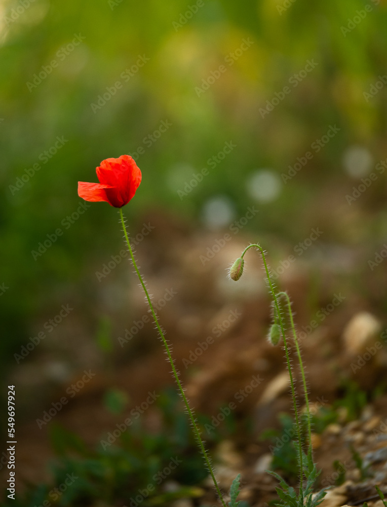 Obraz premium poppy flower in the meadow