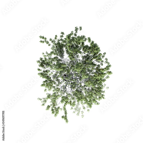 tree top view, isolate on a transparent background, 3d illustration