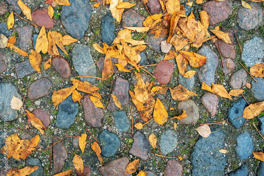 Leaves on the road. Leaves on the road.