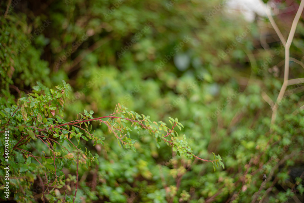 Close up of plants, green plants in forest.