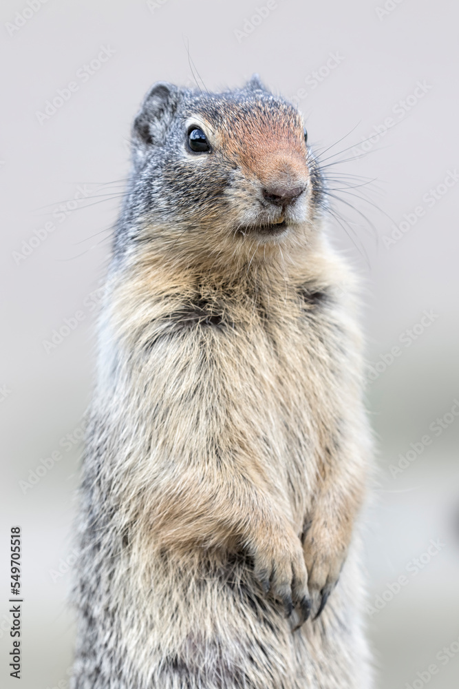 Columbian Ground Squirrel