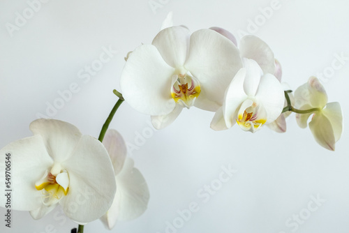 White orchids flowers on white background  close-up. Phalaenopsis orchid for publication  design  poster  calendar  post  screensaver  wallpaper  card  banner  cover  website. High quality photo