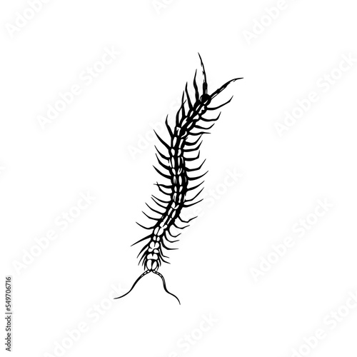 Leinwand Poster vector illustration of a centipede animal