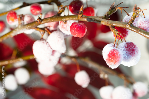 Red ornamental apples covered with ice glaze.