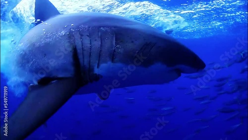 Cage diving in bright blue water at sunny day. There a flock of fish schooling around the shark fishing hook.  Shark came and attacks the bite. Great White Shark - Carcharodon carcharias, cage diving.