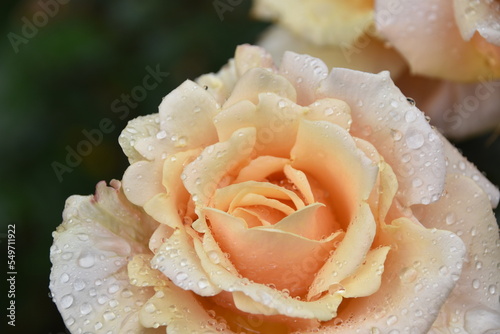 Rose flower in full blossom. It is close up view and the background is defocused. The apricot colored petals are covered with rain drops. There is some copy space.