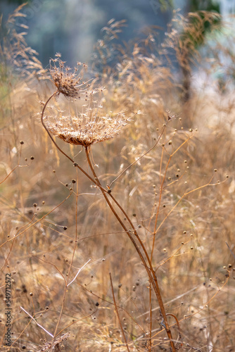 Seasonal dry flowers and grass close-up on a blurred background. Selective focus.