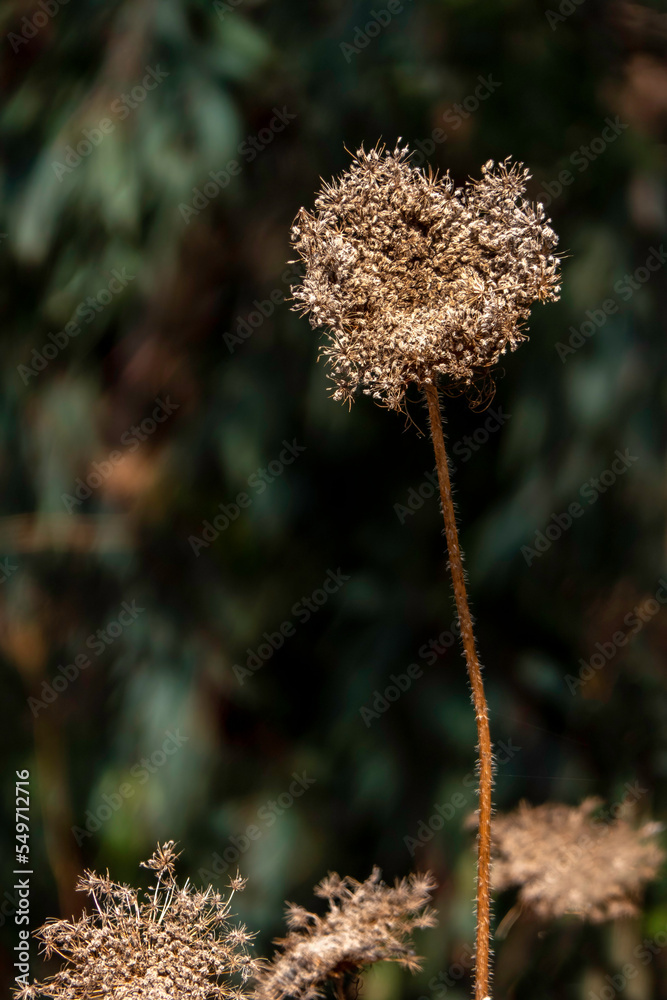 Seasonal dry flowers and grass close-up on a blurred background. Selective focus. Seasonal dry flowers and grass close-up on a blurred background. Selective focus.