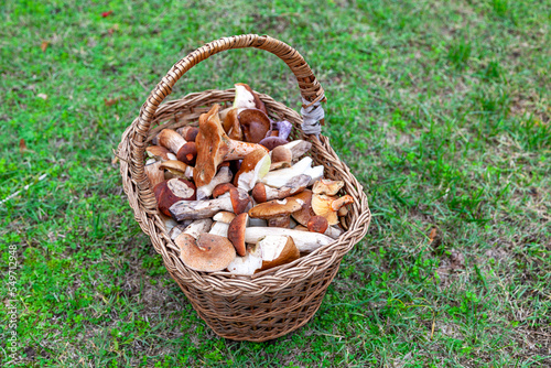 Basket filled with edible mushrooms