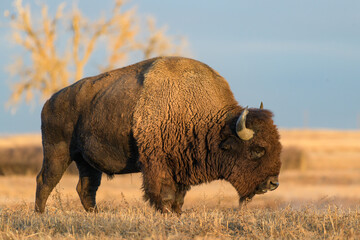 Fototapete Bison Bisonbulle in Colorados Hochebene  © Gary