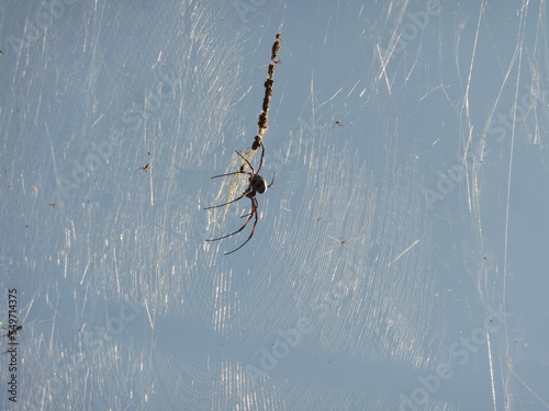 Billede på lærred Spinne in ihrem Netz