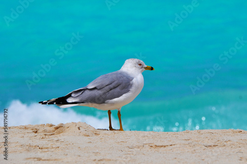 Seagull on a Caribbean Beach