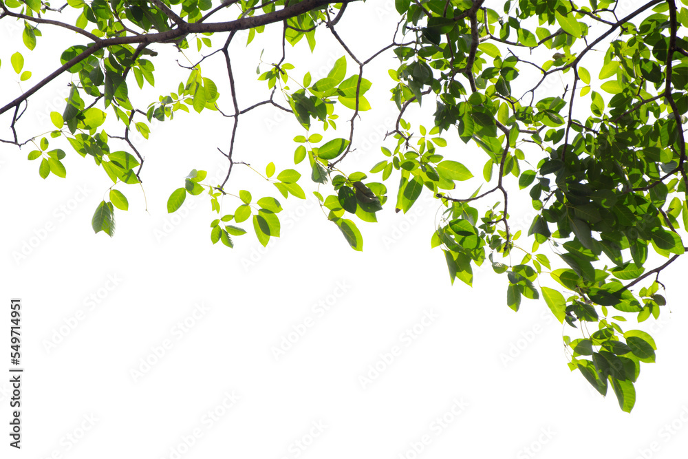 Natural green leaves branch with white background Natural green leaves branch with white background
