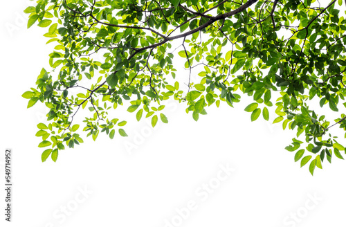 Natural green leaves white background