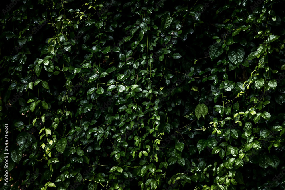Vertical garden with climbing plants.