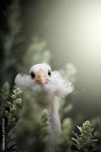 Adorable white chicken portrait