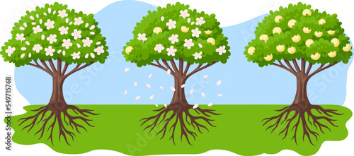Peach tree blooming and growth process. Green cartoon trees with flowers, falling pink petals and ripe peaches. Farming, fruit agriculture. Vector spring sakura blossom garden