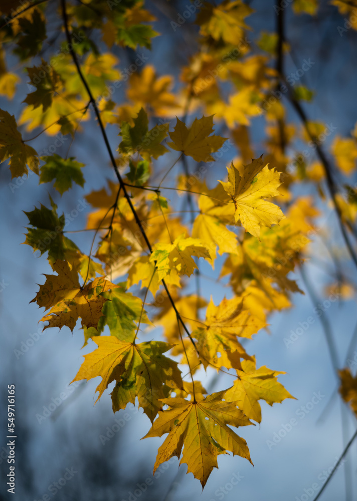 Yellow Autumn maple leaves tree, blurry abstract background.