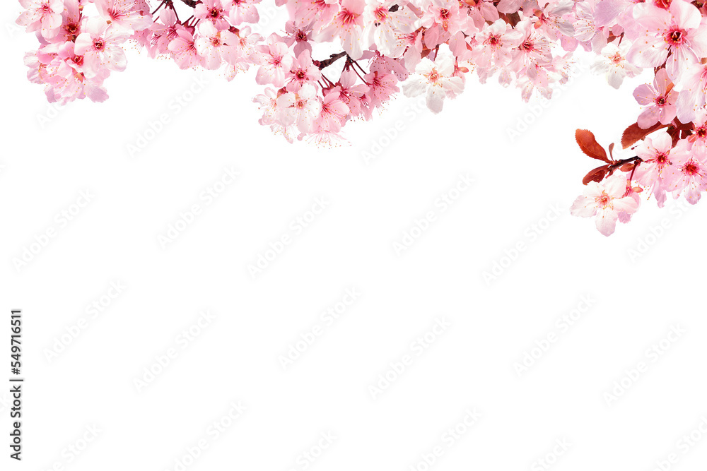 Decoration light pink cherry blossom flowers frame with white background  - obrazy, fototapety, plakaty 