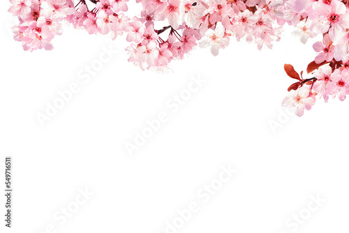 Billede på lærred Decoration light pink cherry blossom flowers frame with white background