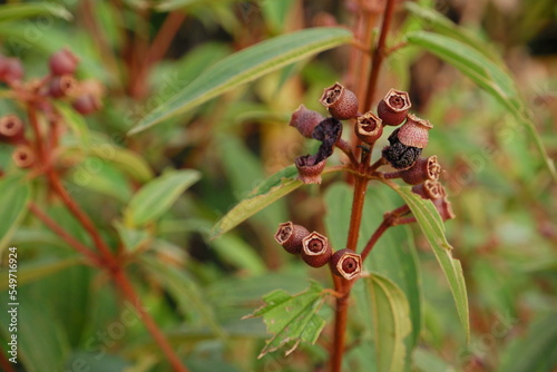 selective focus on wild plants which in Indonesian are called senggani, usually also used as ornamental plants and can be used as herbal medicine. isolated on blurred background photo