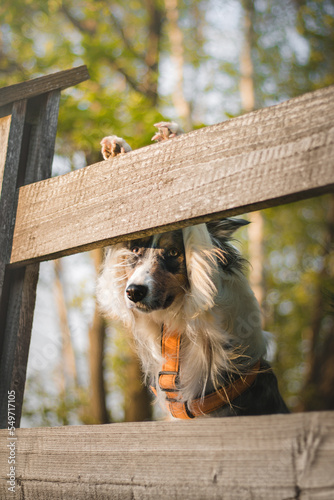 Fototapeta Naklejka Na Ścianę i Meble -  Adoreble blue merle border collie dog