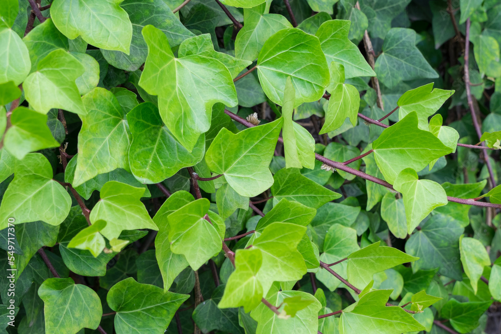 Hojas de la planta Hedera creciendo sobre un muro en Canarias Hojas de la planta Hedera creciendo sobre un muro en Canarias