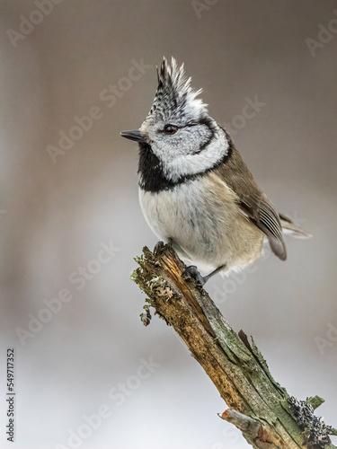Small bird crested tit on a branch