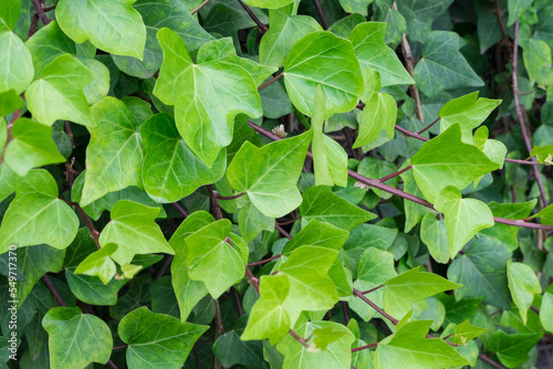 Hojas de la planta Hedera creciendo sobre un muro en Canarias