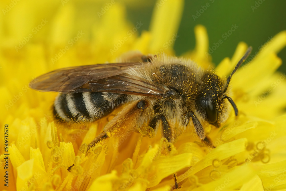 Closeup on a female Banded mining bee, Andrena gravida, sitting on a yellow dandelion flower Closeup on a female Banded mining bee, Andrena gravida, sitting on a yellow dandelion flower