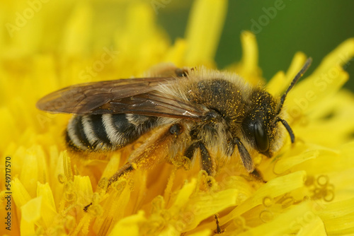 Closeup on a female Banded mining bee, Andrena gravida, sitting on a yellow dandelion flower
