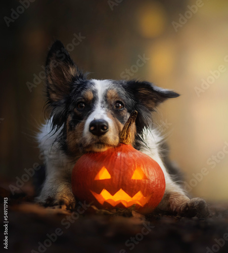 Wall Mural Border collie dog lying on halloween pumpkin