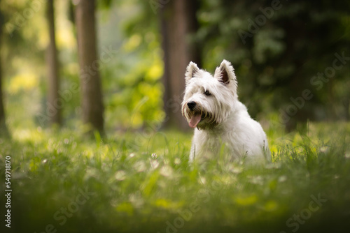 West highland white terrier dog portrait at park