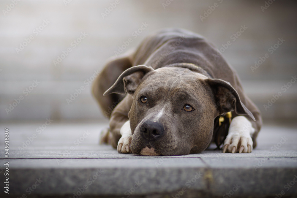 American staffordshire terrier lying on the ground at city