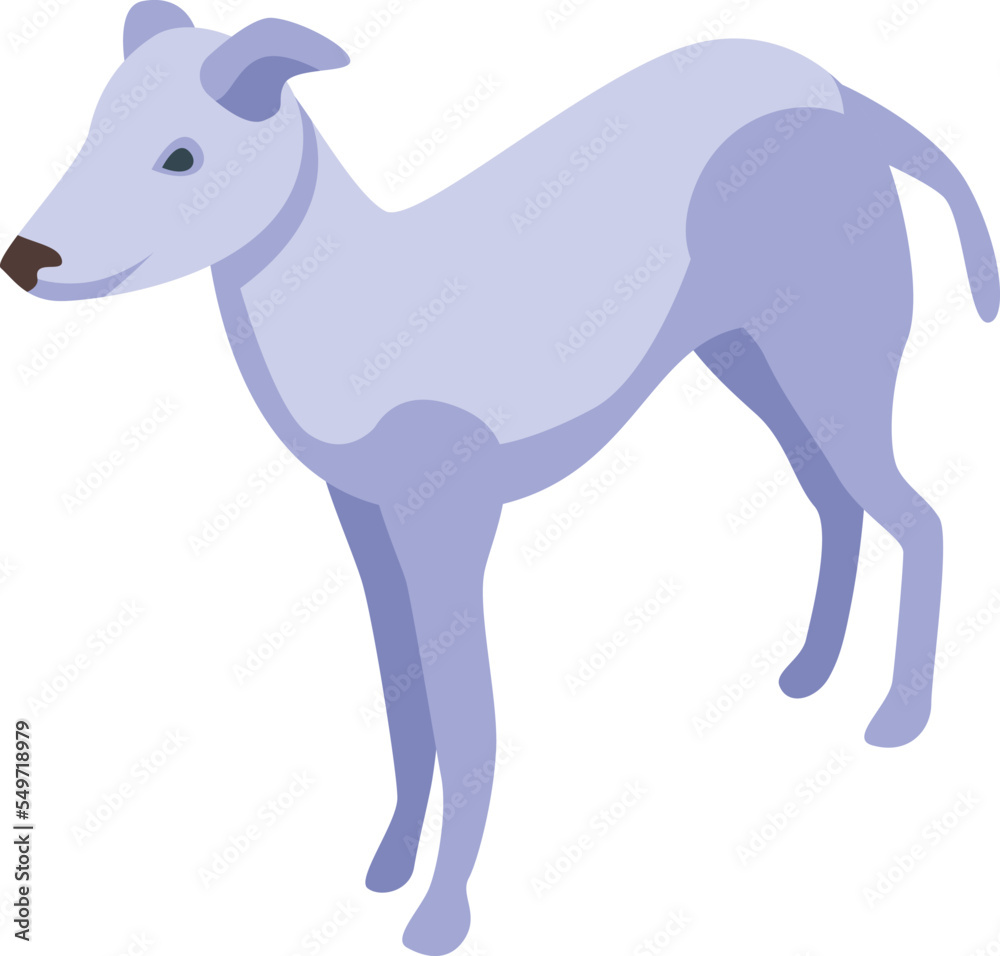 Obraz premium White greyhound icon isometric vector. Animal pet. Mammal canine