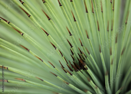 Long Narrow spiky leaves of Agave striata, natural macro floral background 