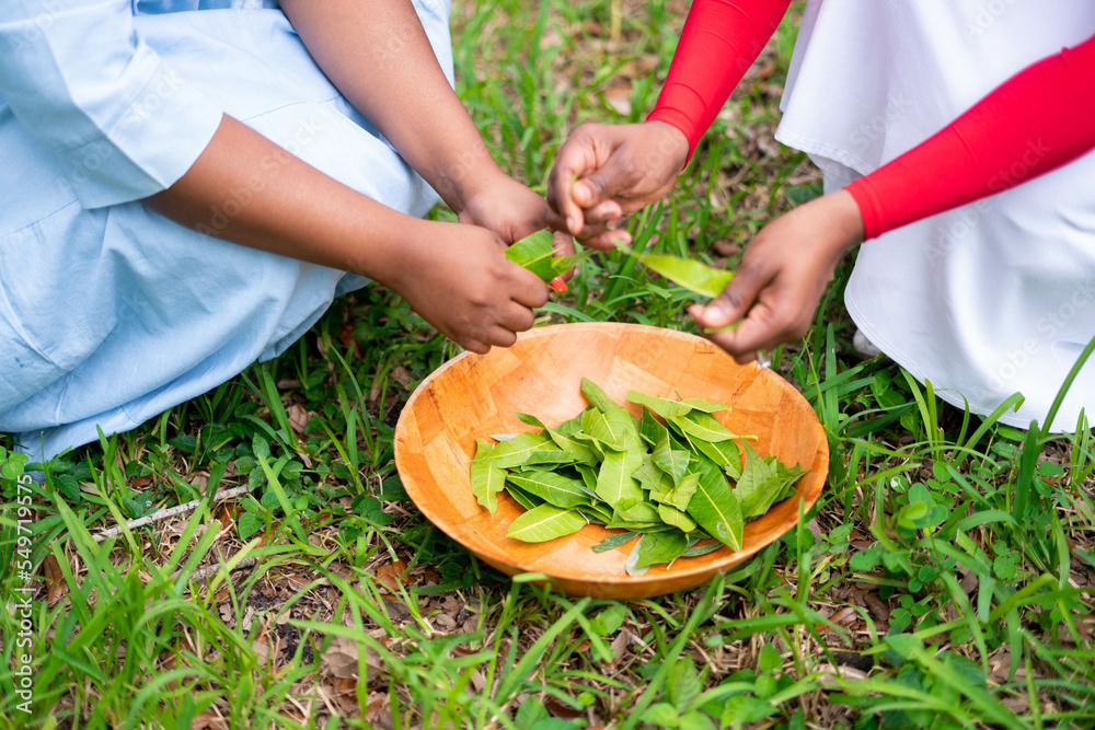 Woman cutting leaves for herbal bath Woman cutting leaves for herbal bath