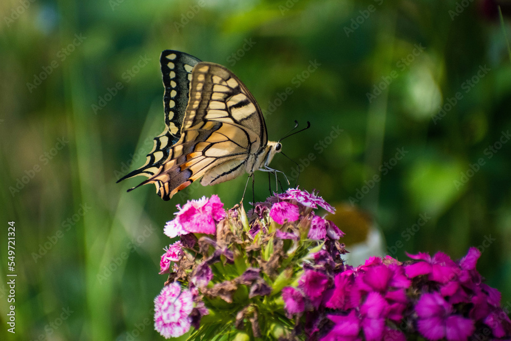 Papilio machaon - Fluturele coada randunicii - Old world swallowtail