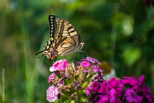 Papilio machaon - Fluturele coada randunicii - Old world swallowtail © Tiberiu
