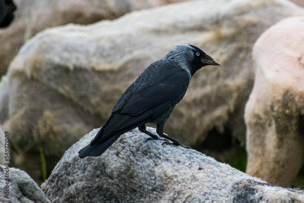 Fototapeta premium Corvus monedula - Stancuta - Western jackdaw
