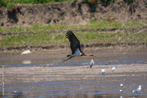 Ciconia nigra - Barza neagra - Black stork photo