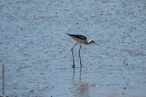 Himantopus himantopus - Piciorong - Black-winged stilt