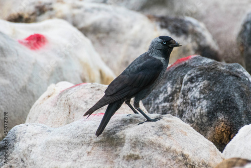Corvus monedula - Stancuta - Western jackdaw