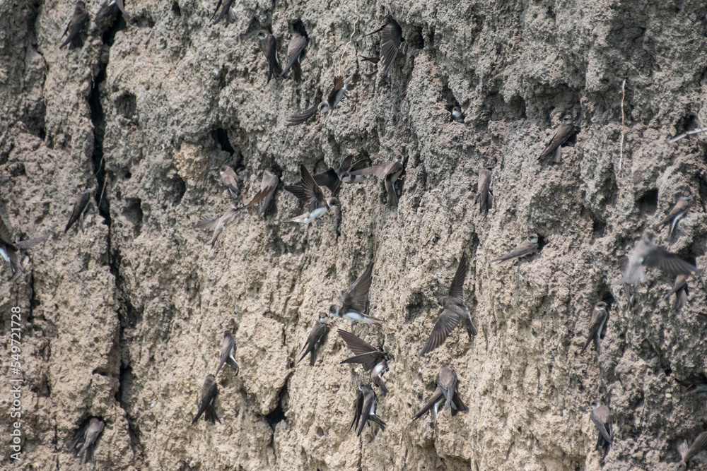 custom made wallpaper toronto digitalRiparia riparia - Lastun de mal - Sand martin