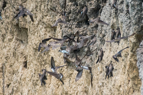 Riparia riparia - Lastun de mal - Sand martin