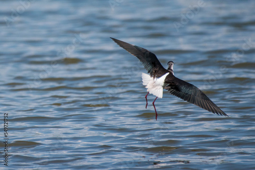 Himantopus himantopus - Piciorong - Black-winged stilt